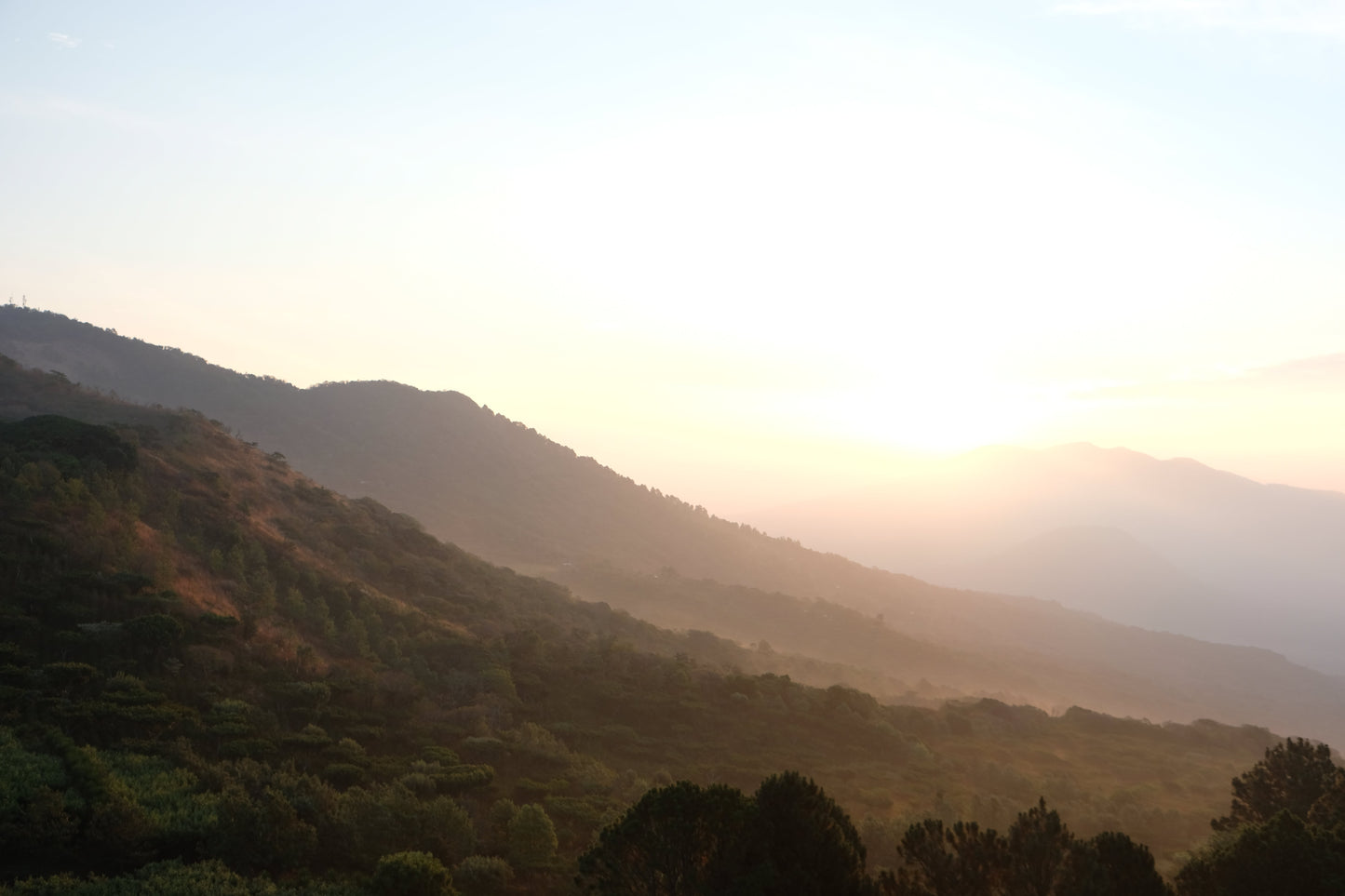 El Salvador - Diego Baraona - Pacamara Black Honey