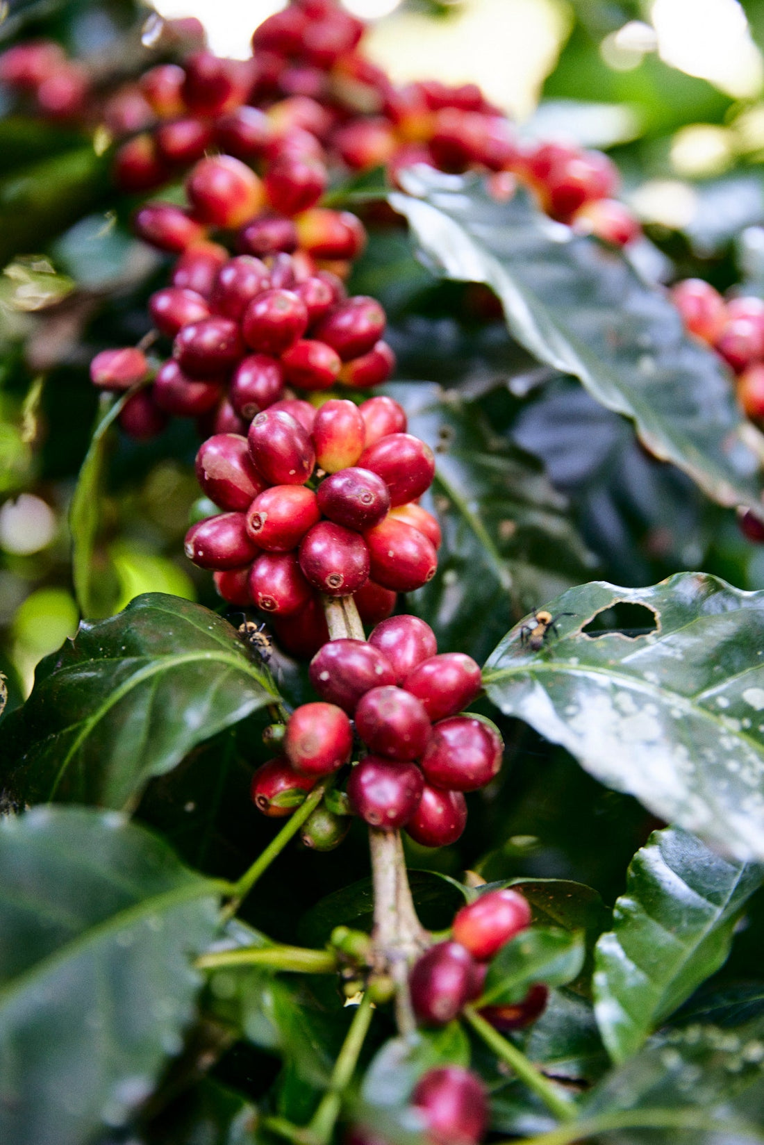 Was ist Specialty Coffee? Herkunft, Qualität und warum guter Kaffee anders schmeckt