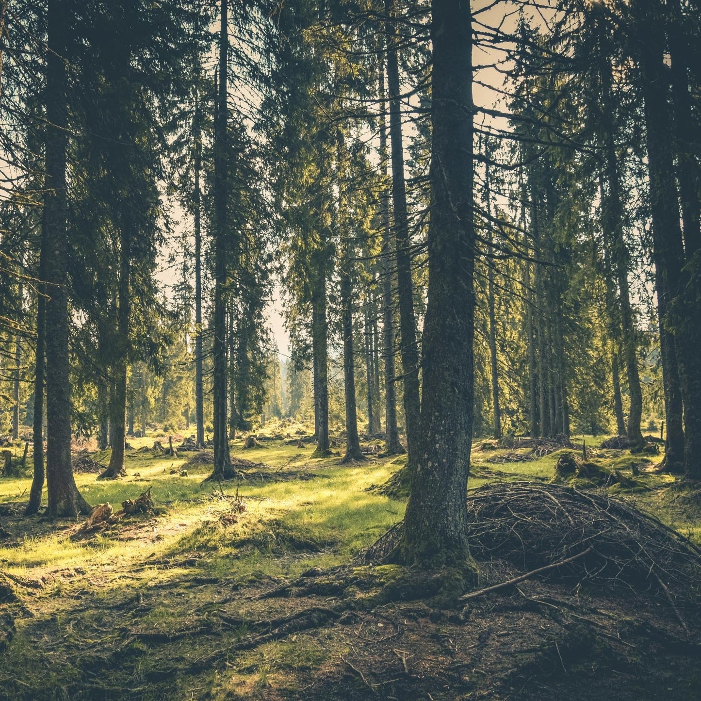 Camping in the forest