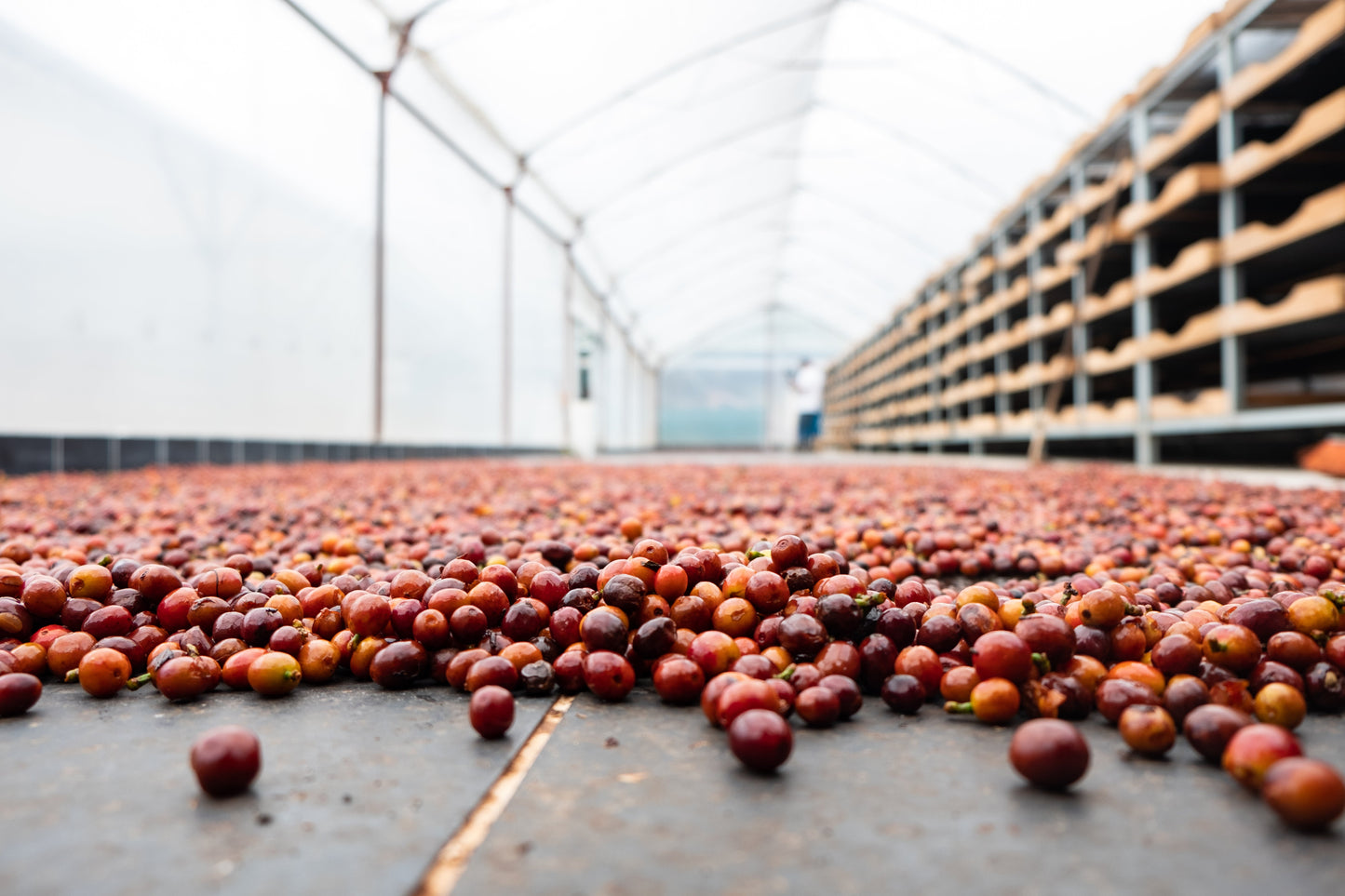 Costa Rica - Diego Robelo - Centroamericano Anaerobic Natural