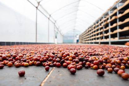 Costa Rica - Diego Robelo - Centroamericano Anaerobic Natural