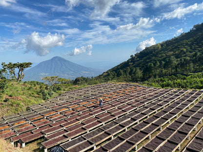 El Salvador - Diego Baraona - Pacamara Black Honey