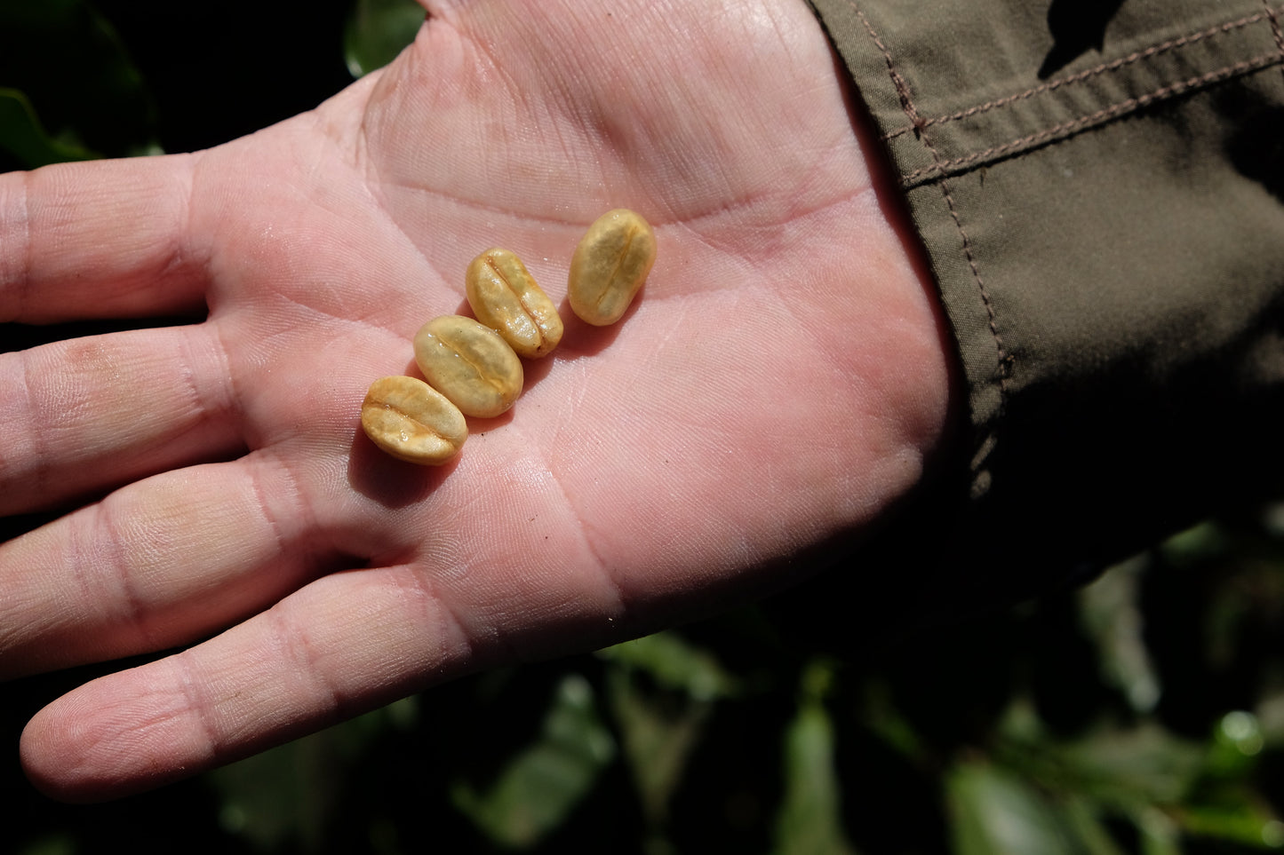 El Salvador - Diego Baraona - Pacamara Black Honey