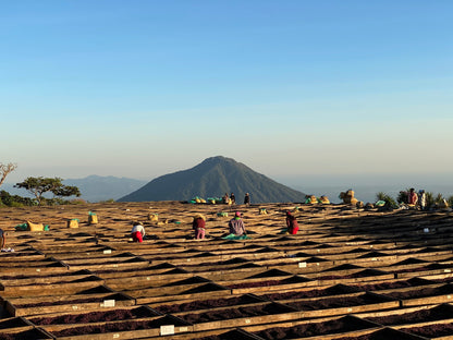 El Salvador - Diego Baraona - Pacamara Black Honey