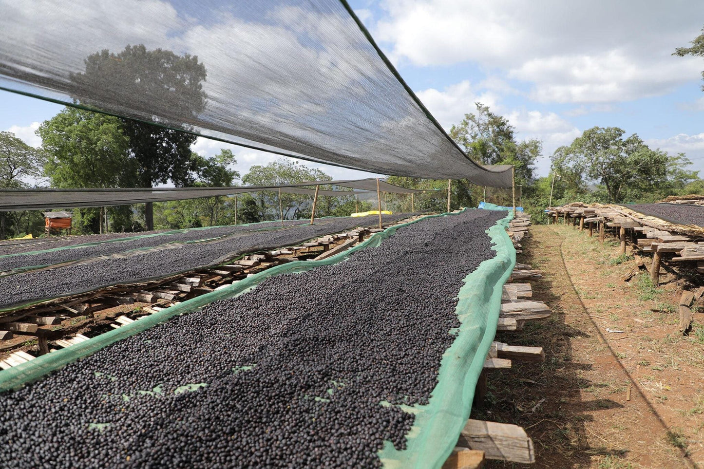 Ethiopia - Syoum Family - Heirloom Natural - BULK 1 Kilo