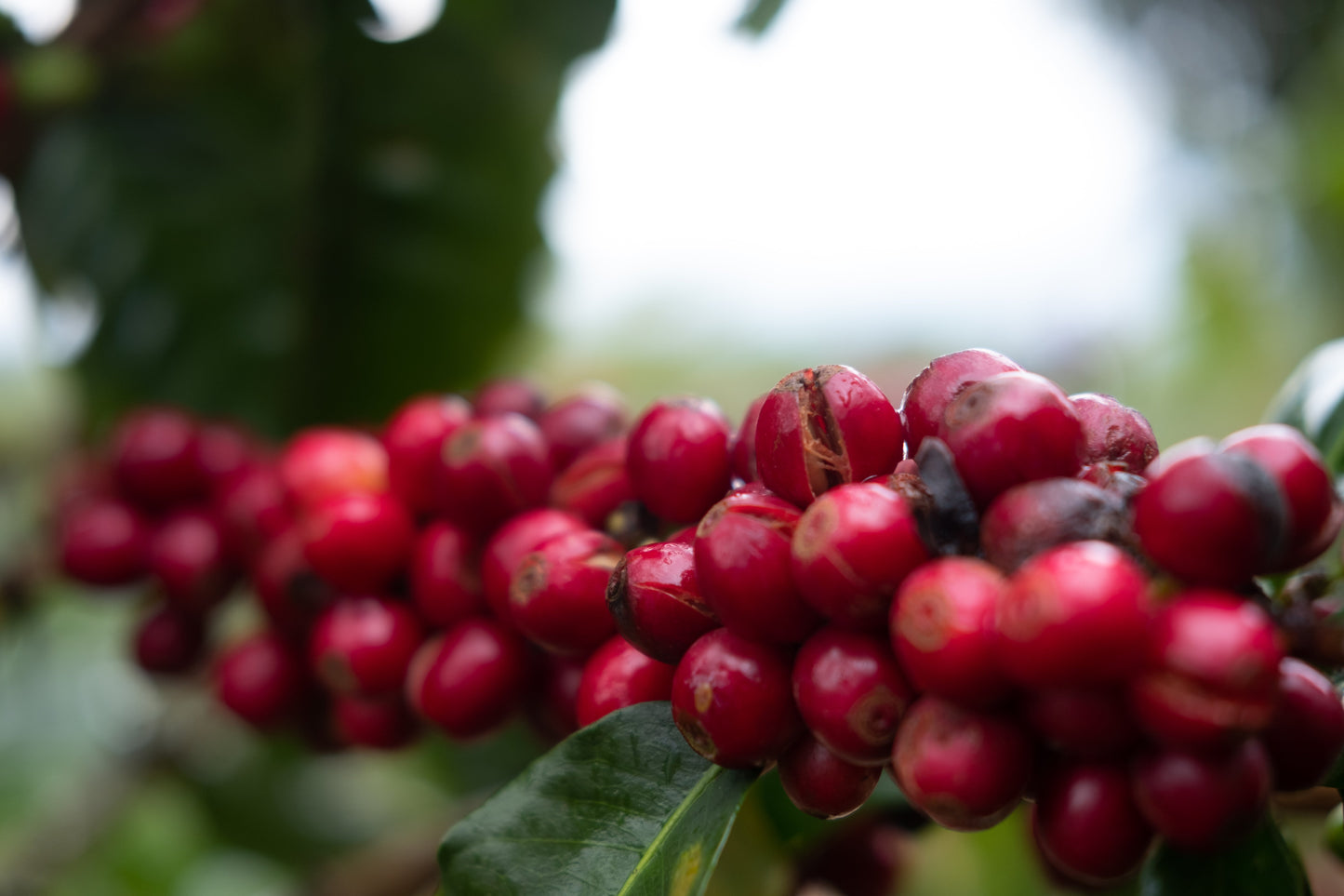 Espresso - Silvio Sánchez - Catuai Natural