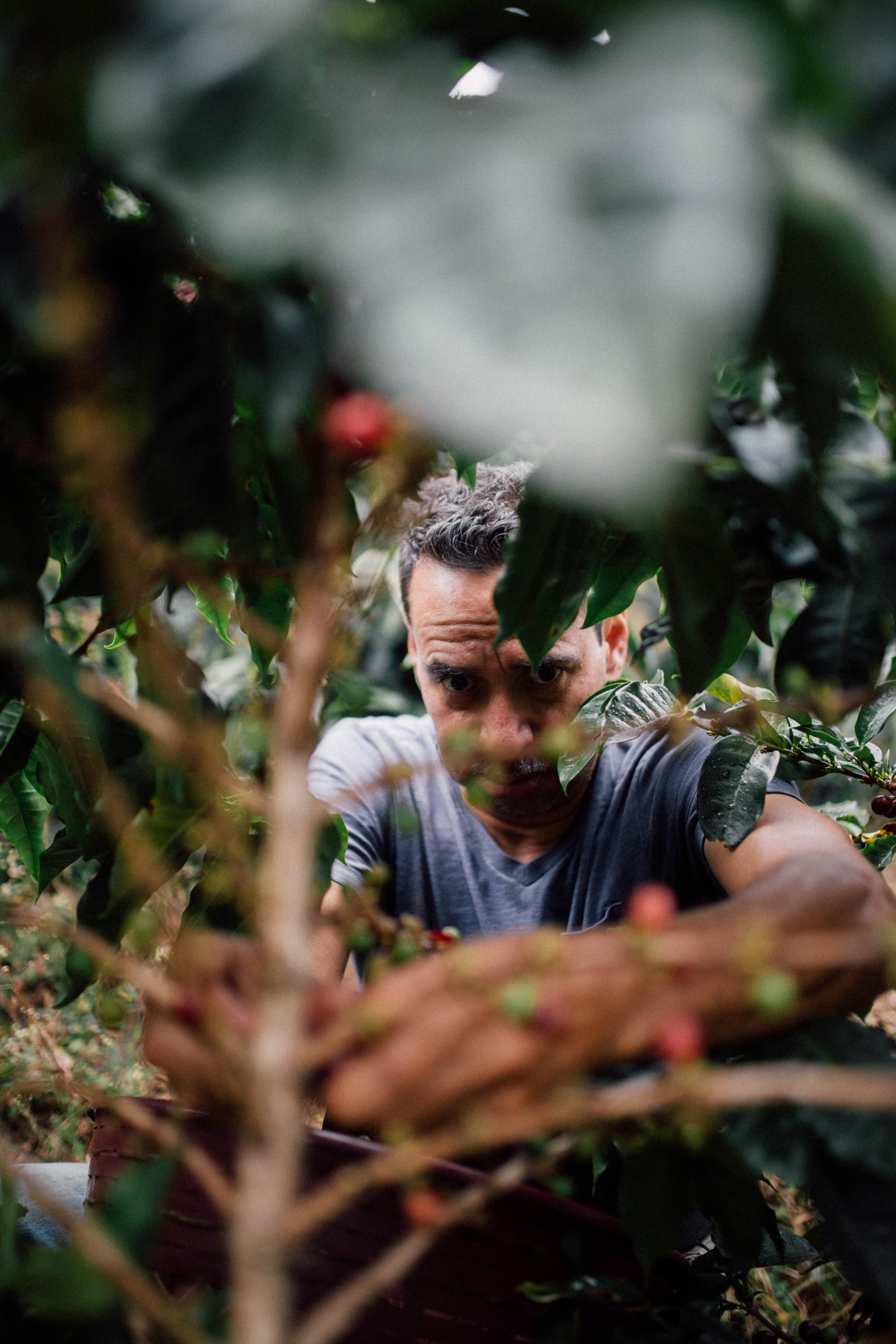 Filter Coffee - Jorge Vásquez - Catuai Natural