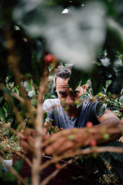Filter Coffee - Jorge Vásquez - Catuai Natural