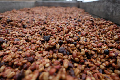 El Salvador - Diego Baraona - Pacamara Black Honey