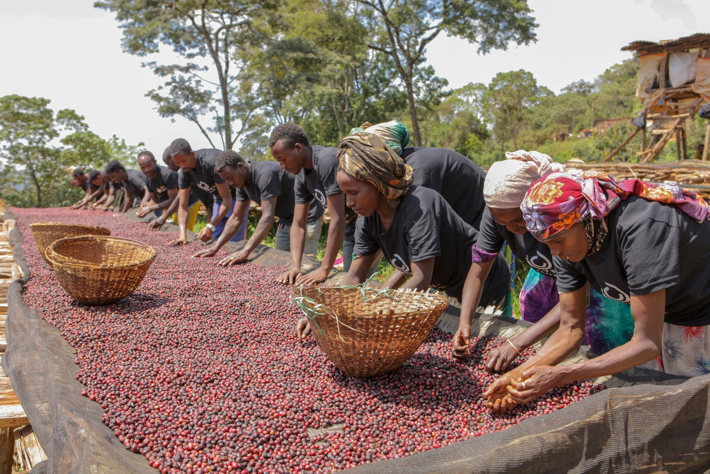 Ethiopia - Syoum Family - Heirloom Natural - BULK 1 Kilo