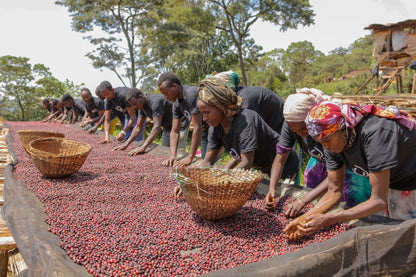 Ethiopia - Syoum Family - Heirloom Natural - BULK 1 Kilo