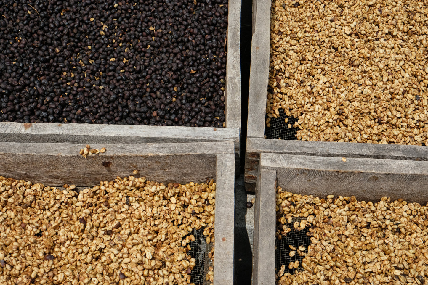 El Salvador - Diego Baraona - Pacamara Black Honey