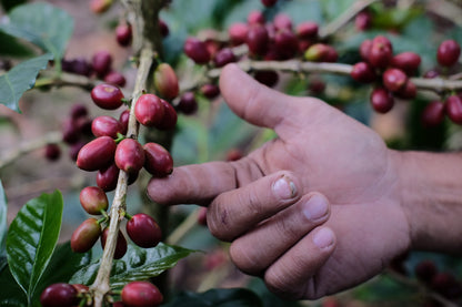 El Salvador - Diego Baraona - Pacamara Black Honey