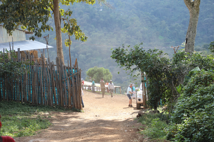 Ethiopia - Syoum Family - Heirloom Natural - BULK 1 Kilo