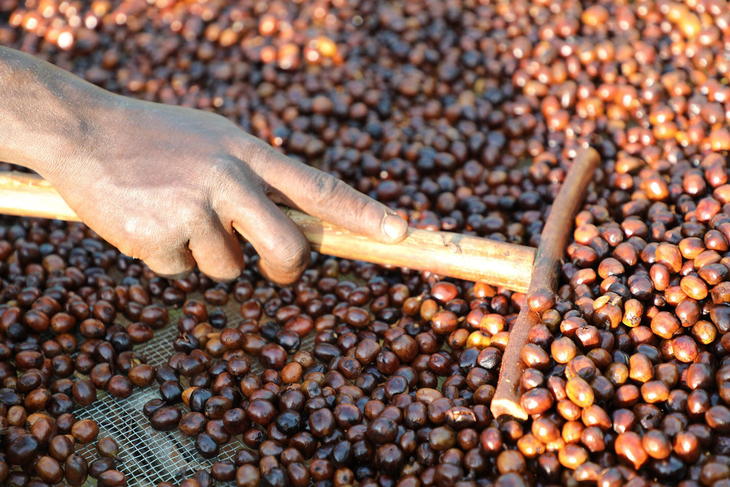 Ethiopia - Syoum Family - Heirloom Natural - BULK 1 Kilo