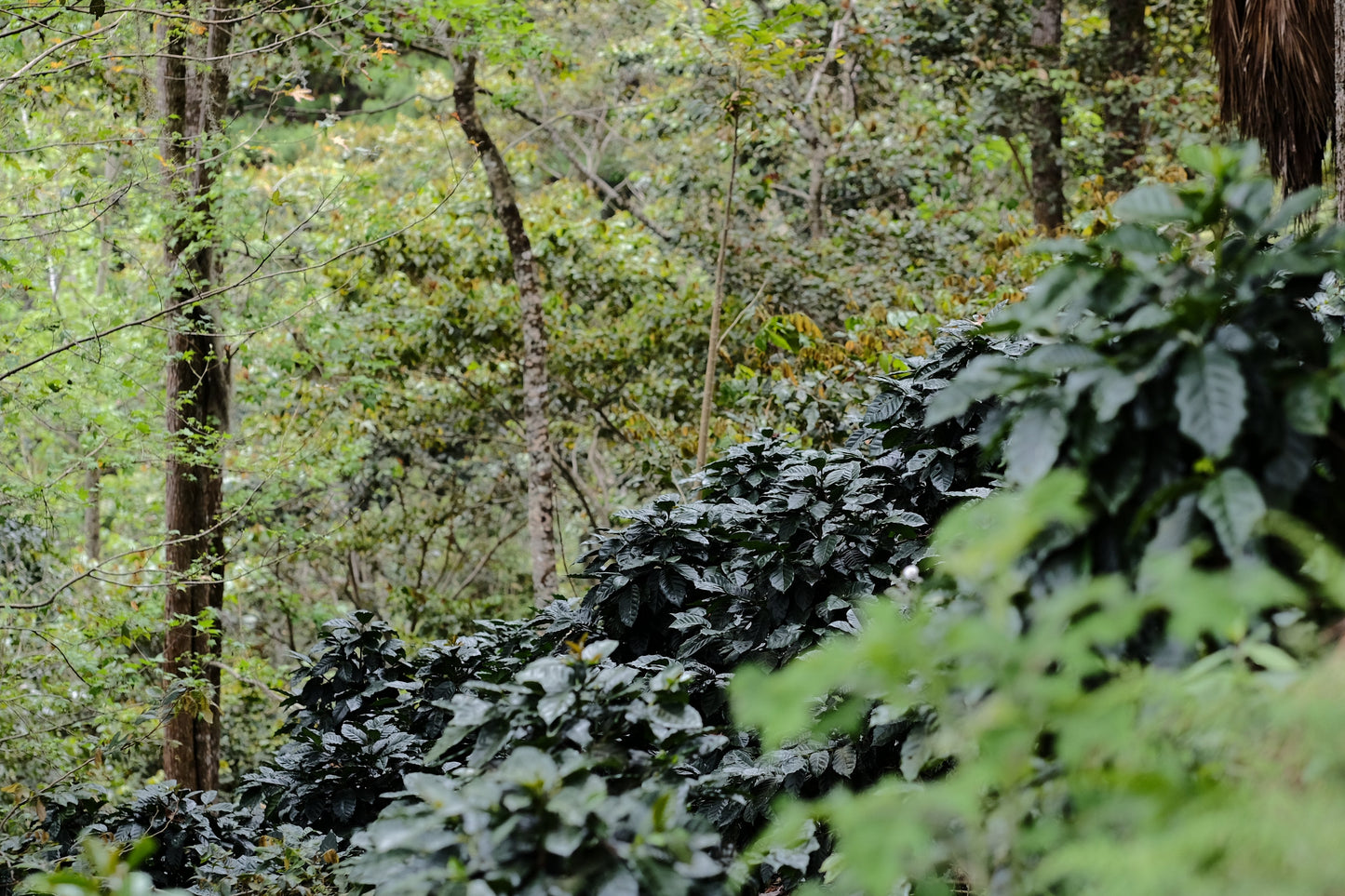 Espresso - Silvio Sánchez - Catuai Natural