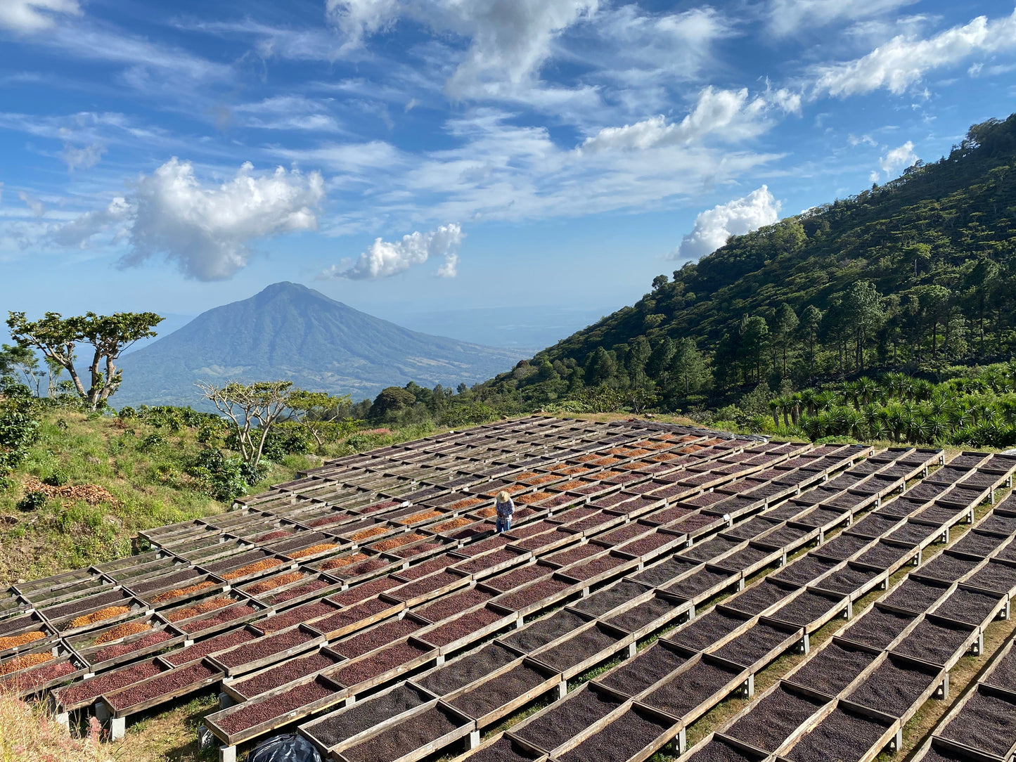 Corazón Oscuro - Espresso Blend - 1 Kilo - BULK