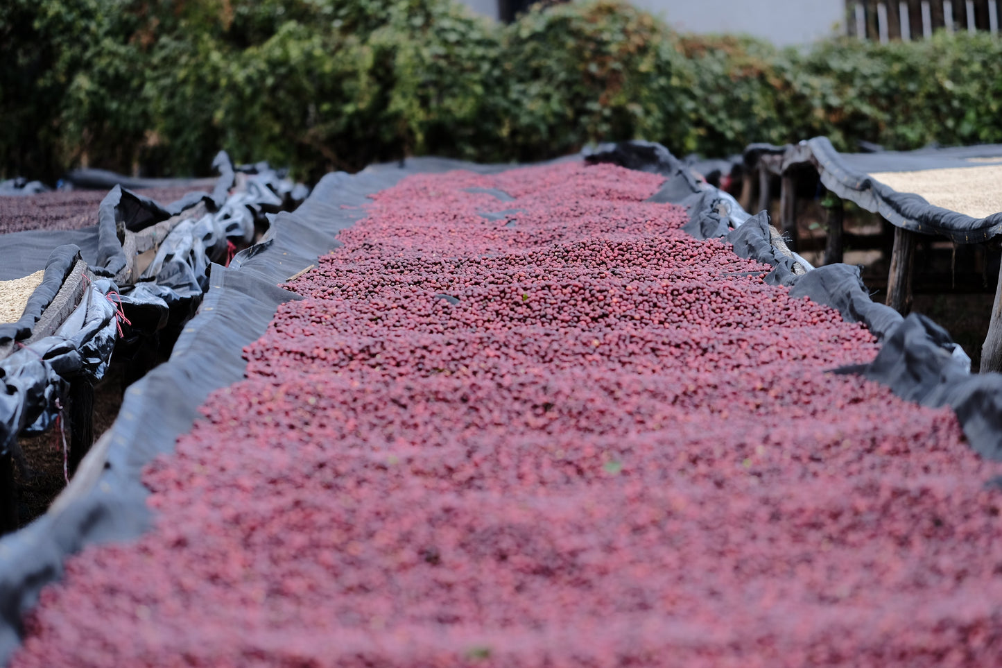 Espresso - Silvio Sánchez - Catuai Natural