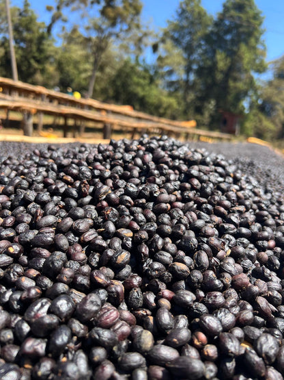 EA Decaf - Syoum Family - Guji Natural - BULK 1 Kilo