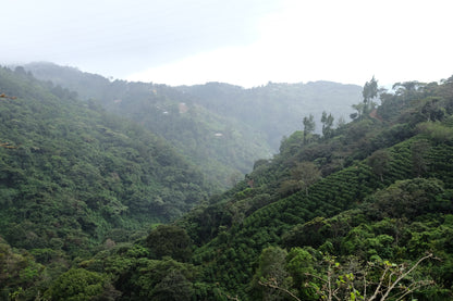 Filter Coffee - Jorge Vásquez - Catuai Natural
