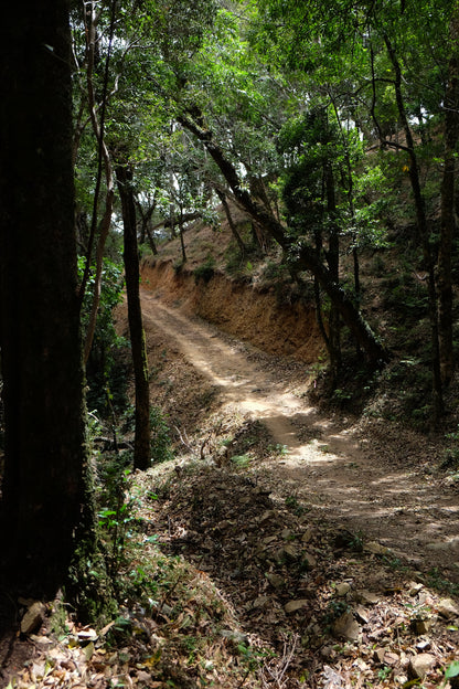 Filter Coffee - Jorge Vásquez - Catuai Natural