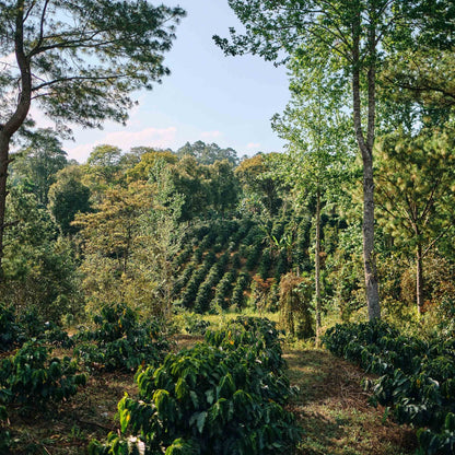 BOMBA DE FRUTA – Espresso für Flat White, Erdbeerig & Cremig