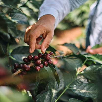BOMBA DE FRUTA – Espresso für Flat White, Erdbeerig & Cremig