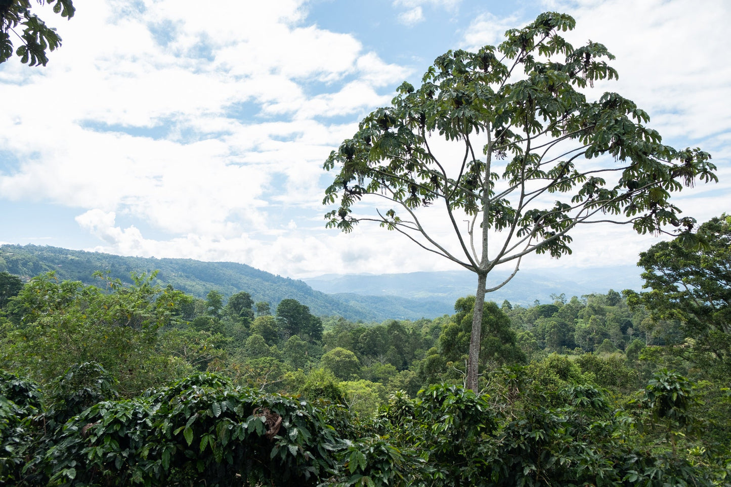 Costa Rica - Diego Robelo - Centroamericano Anaerobic Natural