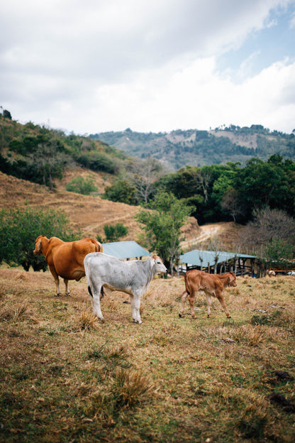 Filter Coffee - Jorge Vásquez - Catuai Natural