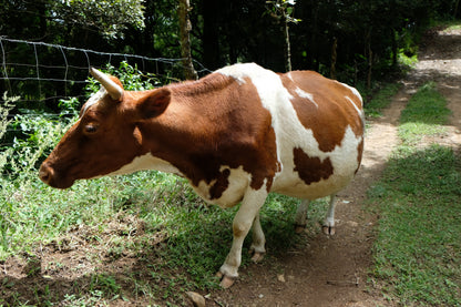 Filter Coffee - Jorge Vásquez - Catuai Natural
