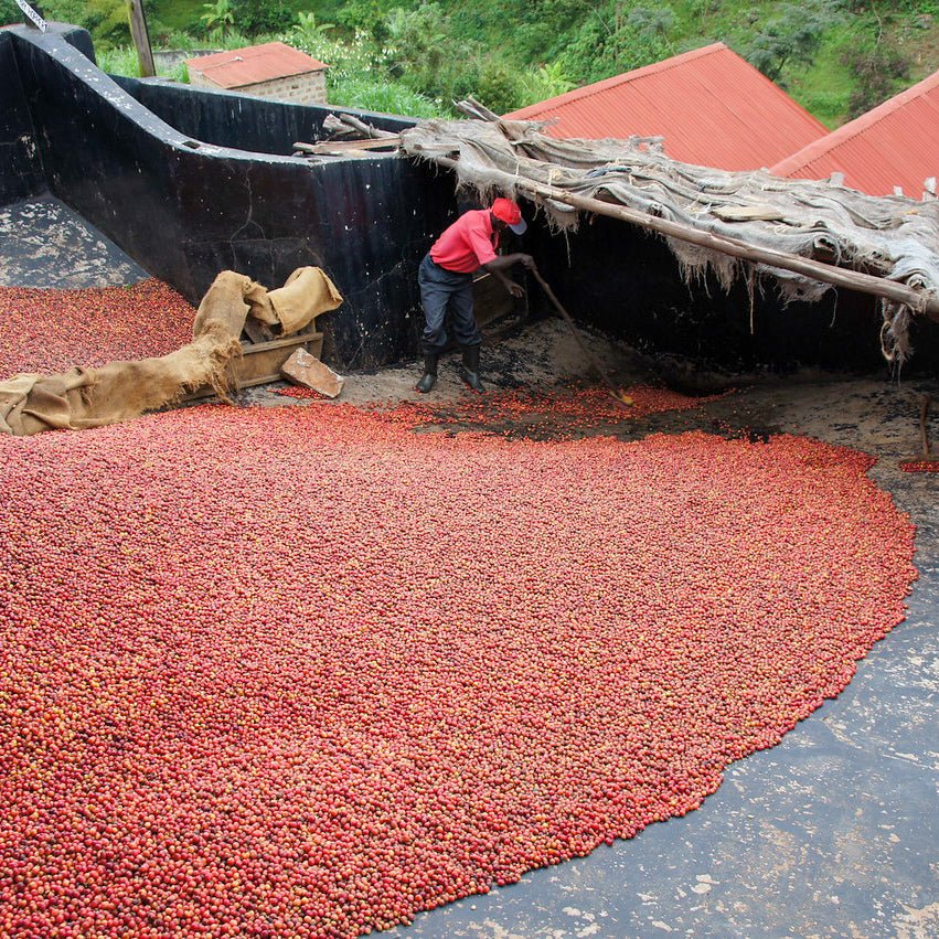 Optimist Coffee KII AB Rung’eto Filterkaffee – Arabica Specialty Coffee aus Kenia Kirinyaga (Mount Kenya)