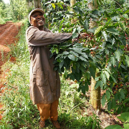 Optimist Coffee KII AB Rung’eto Filterkaffee – Arabica Specialty Coffee aus Kenia Kirinyaga (Mount Kenya)