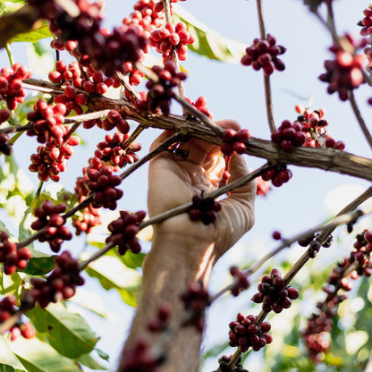 Optimist Coffee OPTIMUM Espresso Blend – Arabica & Robusta Specialty Coffee Bohnen (Brasilien & Mexiko)