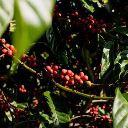 Optimist Coffee OPTIMUM Espresso Blend – Arabica & Robusta Specialty Coffee Bohnen (Brasilien & Mexiko)