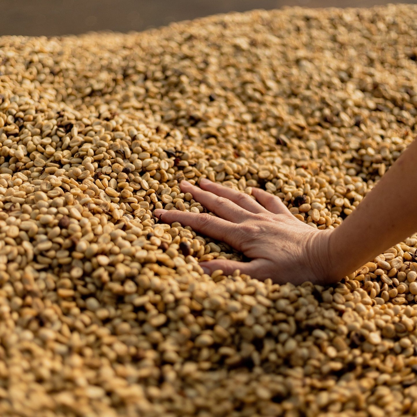 Optimist Coffee OPTIMUM Espresso Blend – Arabica & Robusta Specialty Coffee Bohnen (Brasilien & Mexiko)