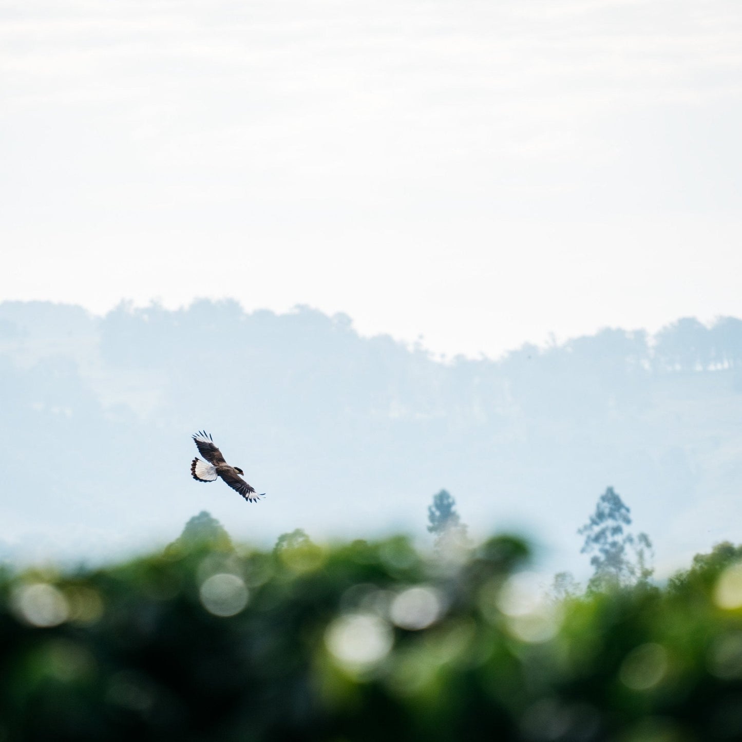 Optimist Coffee Pinheiro Filterkaffee – Arabica Specialty Coffee aus Brasilien (Fazenda Pinheiro, Obatã)