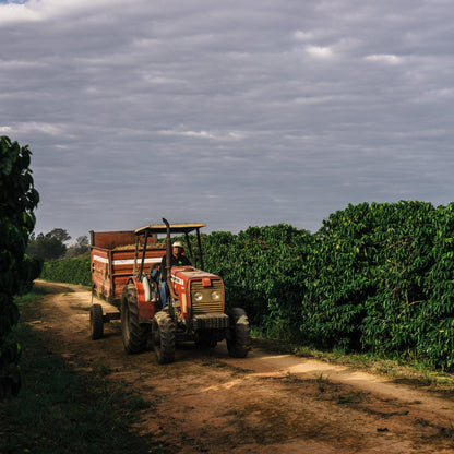 Optimist Coffee Pinheiro Filterkaffee – Arabica Specialty Coffee aus Brasilien (Fazenda Pinheiro, Obatã)