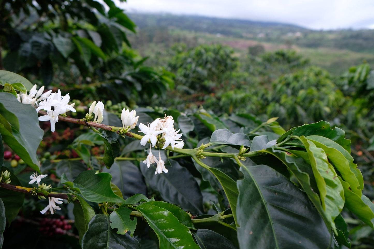 Costa Rica - Diego Robelo - Centroamericano Anaerobic Natural