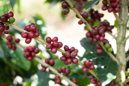 Costa Rica - Diego Robelo - Centroamericano Anaerobic Natural